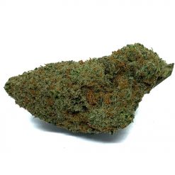 El-Dorado-Hybrid-Flowers-Fantastic-Weeds